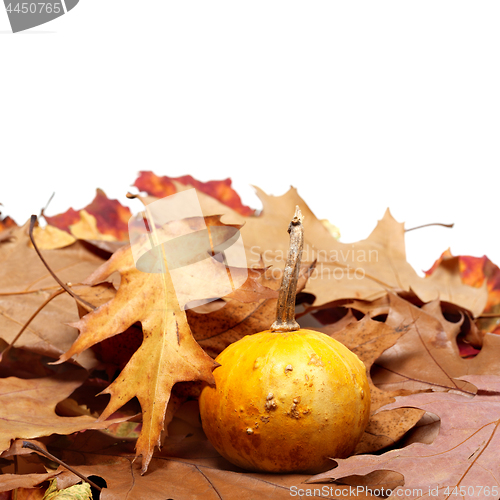 Image of Small decorative pumpkin on autumn dry leaves from oak