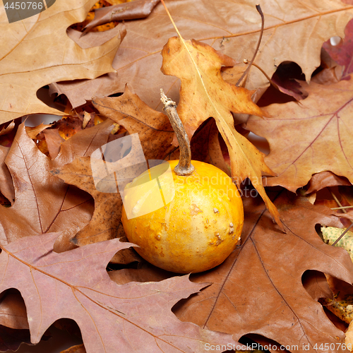 Image of Small decorative pumpkin on autumn leafs