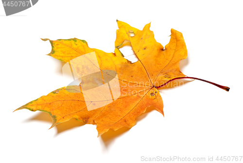 Image of Autumn yellow dry maple leaf with holes