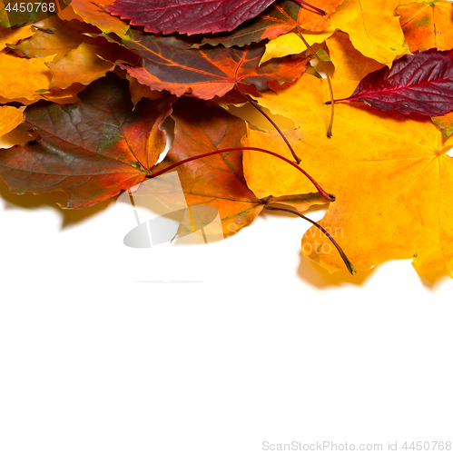 Image of Autumn multicolor leafs