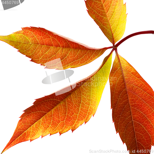 Image of Autumn grapes leaf