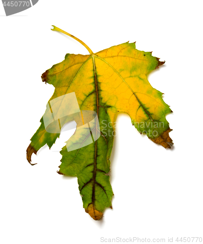 Image of Multicolor autumn maple leaf