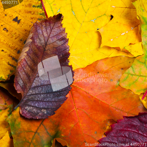 Image of Autumn fallen multicolor leaves