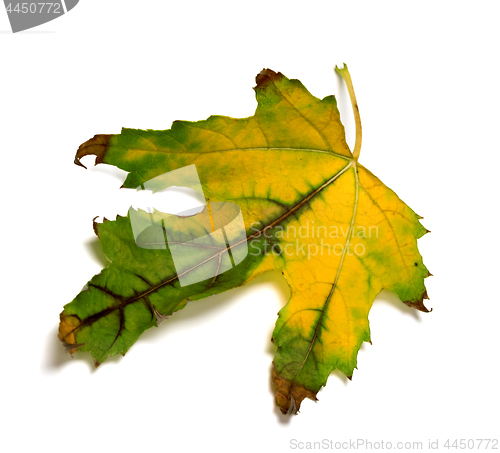 Image of Multicolor autumn maple-leaf