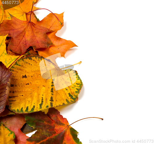 Image of Autumn multicolor leaves