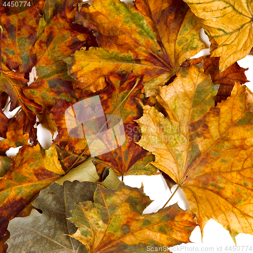 Image of Autumn dried maple leafs