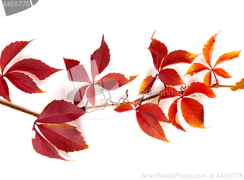 Image of Branch of autumn red grapes leaves