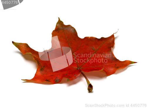 Image of Red autumnal maple leaf