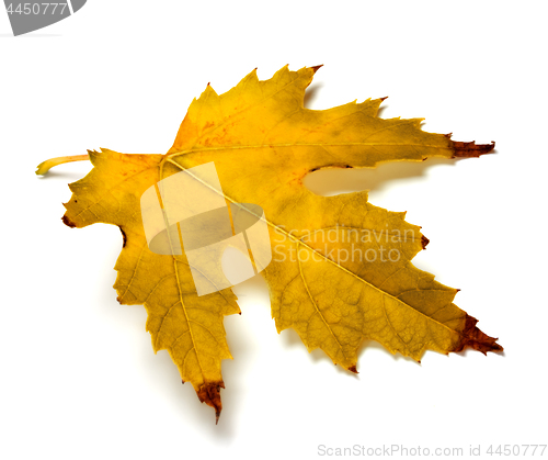 Image of Orange autumn maple leaf on white