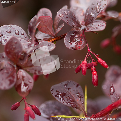 Image of Wet twigs of red barberry with fruit