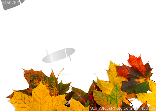 Image of Autumn multicolor maple-leafs on white