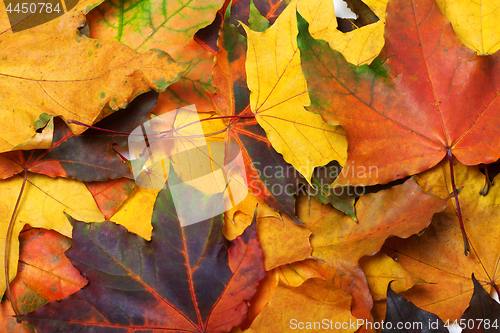 Image of Autumn multi colored maple leafs