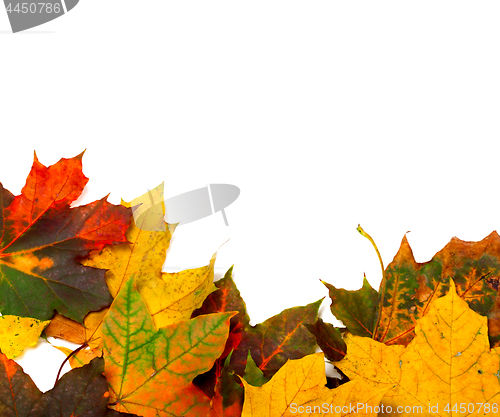 Image of Autumn multicolor maple-leafs on white