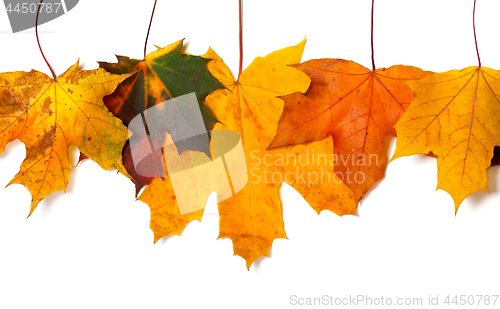 Image of Autumnal multicolored maple-leafs upside down