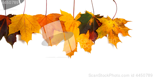 Image of Autumnal multicolored maple-leafs upside down