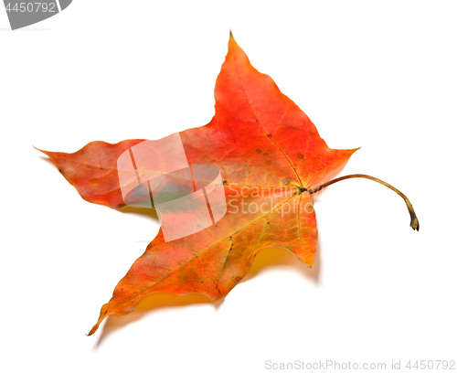 Image of Red autumnal maple leaf