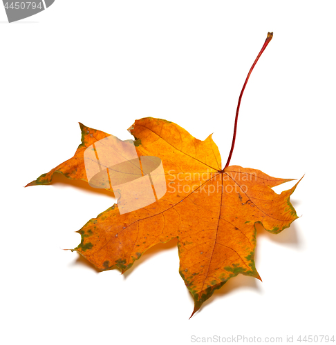 Image of Autumn orange dried maple-leaf