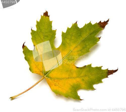 Image of Autumn yellowed maple leaf