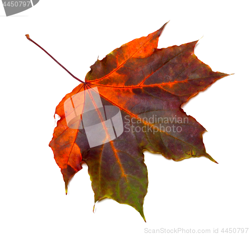 Image of Multicolor autumnal maple leaf