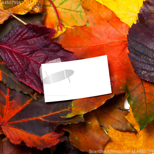 Image of Autumn multicolor leafs with white card