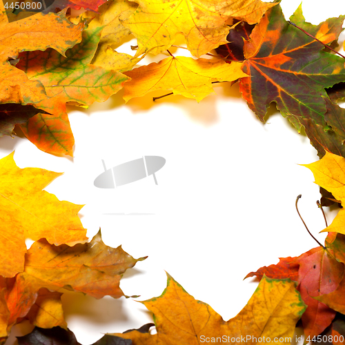 Image of Autumn multicolored maple leafs