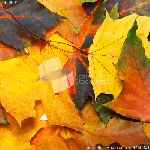Image of Autumn multicolored maple leafs