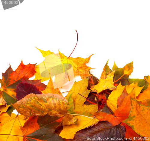 Image of Autumn multicolor leafs