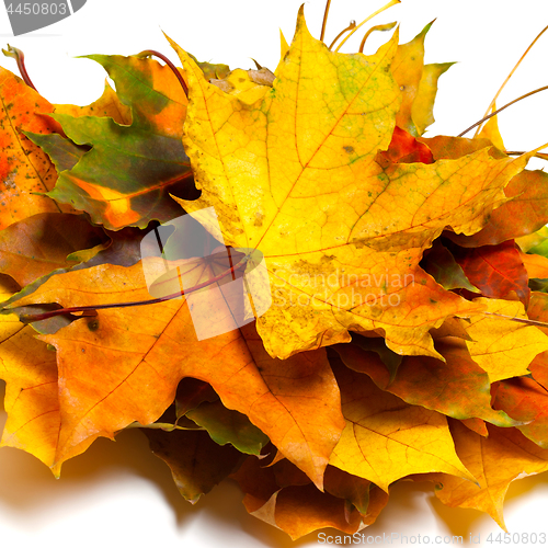 Image of Pile of dry autumn maple leaves