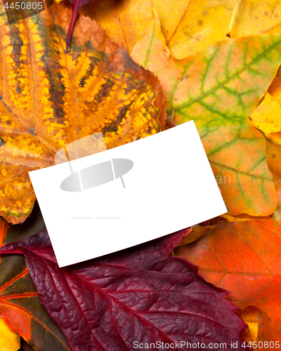 Image of Empty business card on autumn leaves