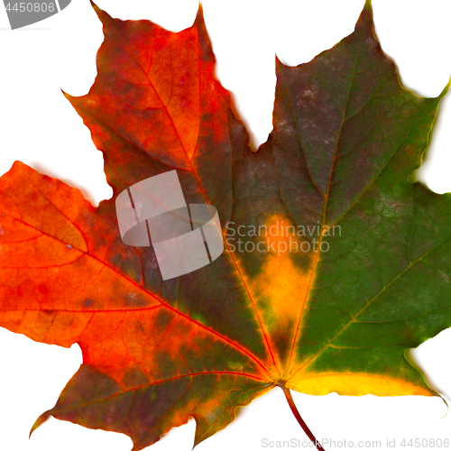 Image of Autumn multicolored maple leaf
