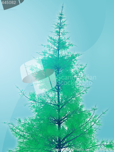 Image of Pine tree illustration