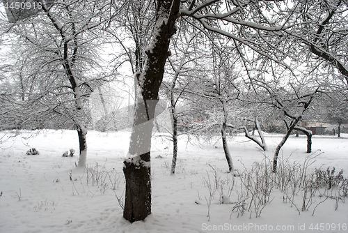 Image of trees in the snow