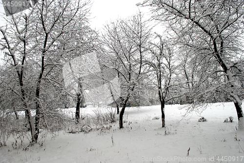 Image of snow-capped trees