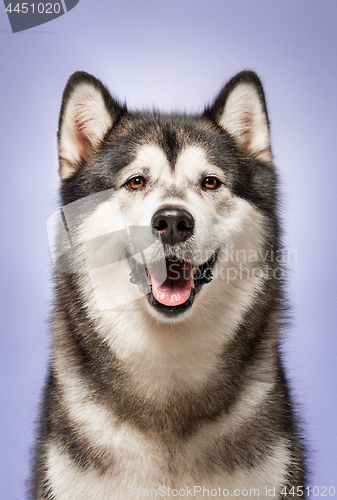 Image of Alaskan Malamute, 2 years old, sitting in front of lilac background
