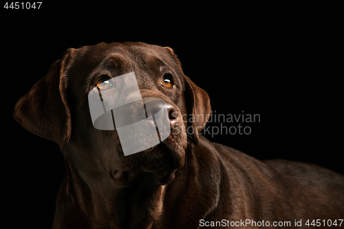 Image of The portrait of a black Labrador dog taken against a dark backdrop.