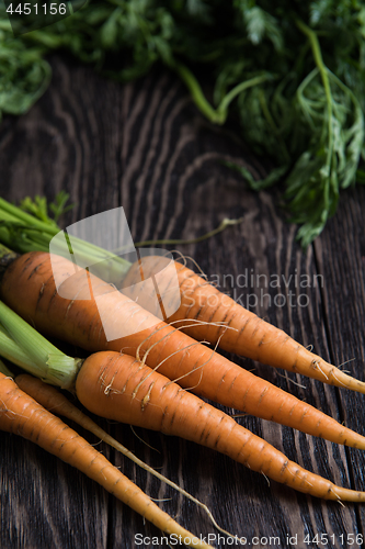 Image of Freshly grown carrots