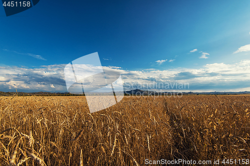 Image of wheat field on sunset