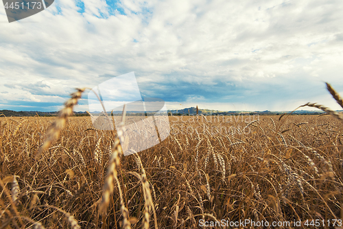 Image of wheat field on sunset