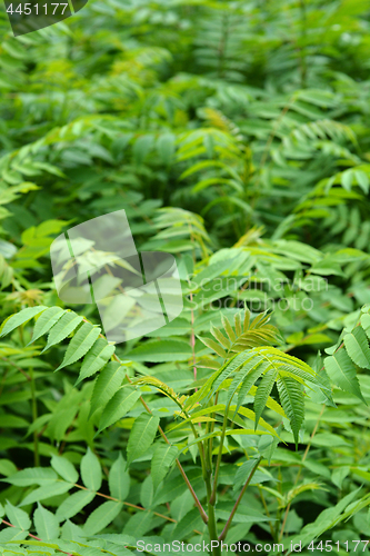 Image of Tree of heaven