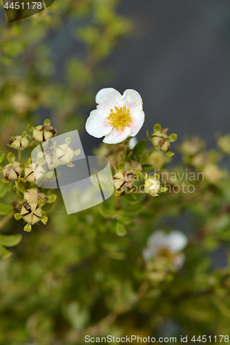 Image of Shrubby cinquefoil