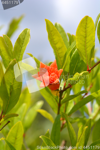 Image of Pomegranate