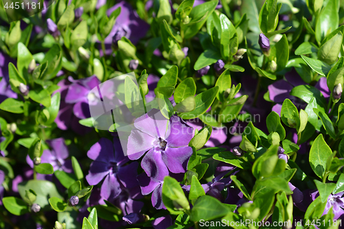 Image of Common periwinkle