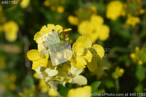 Image of Wallflower Primrose Dame