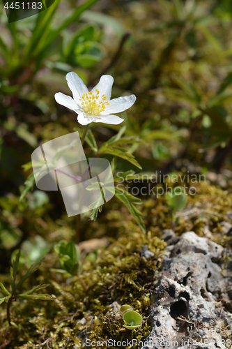 Image of White Christmas rose