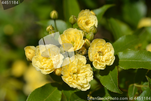 Image of Lady Banks rose