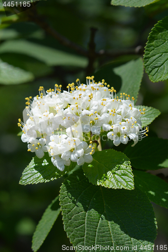 Image of Wayfaring tree flowers