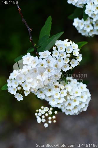 Image of Reeves Spirea