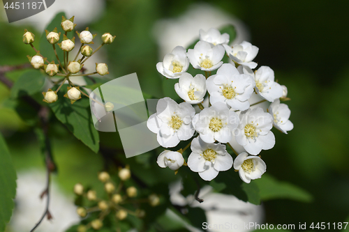 Image of Reeves Spirea