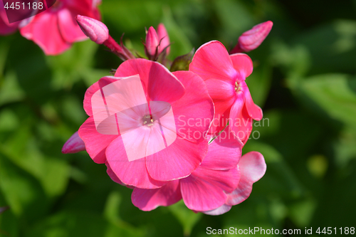 Image of Garden phlox