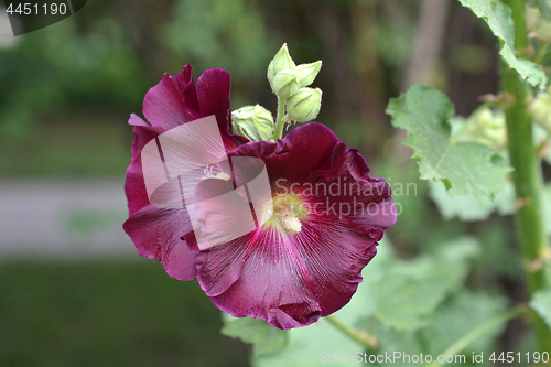 Image of Common hollyhock